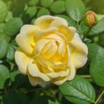 Ruža banksova (Rosa Banksiae) ´LUTEA´ - výška 70-90 cm, kont. C3L 